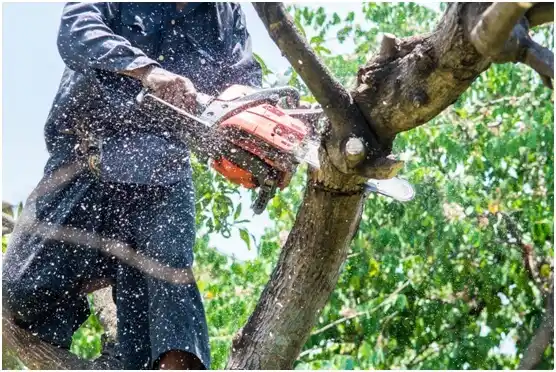 tree services Stillwater